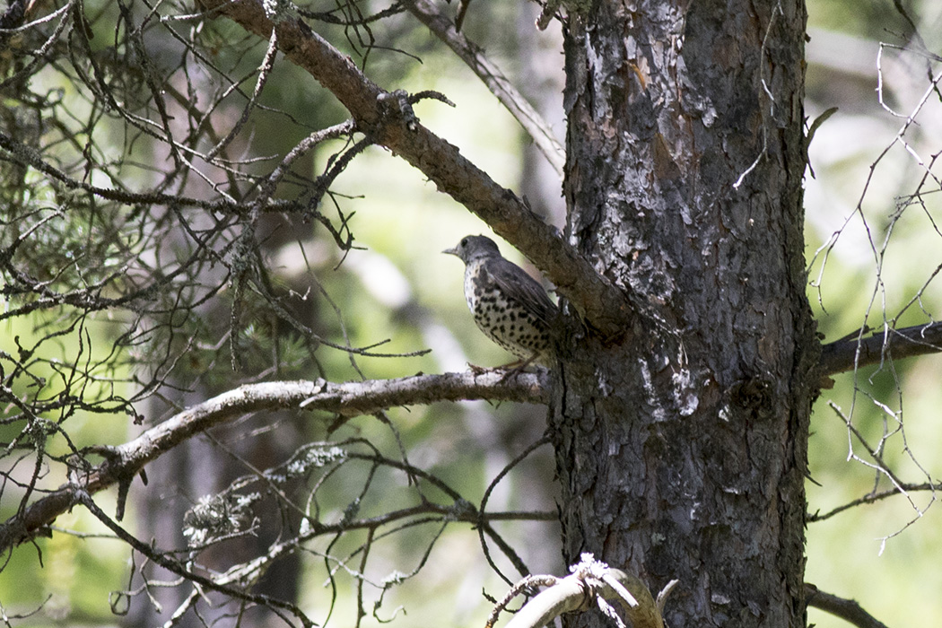 Mistle Thrush